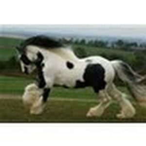 Meet your Posher, Carmen lydia